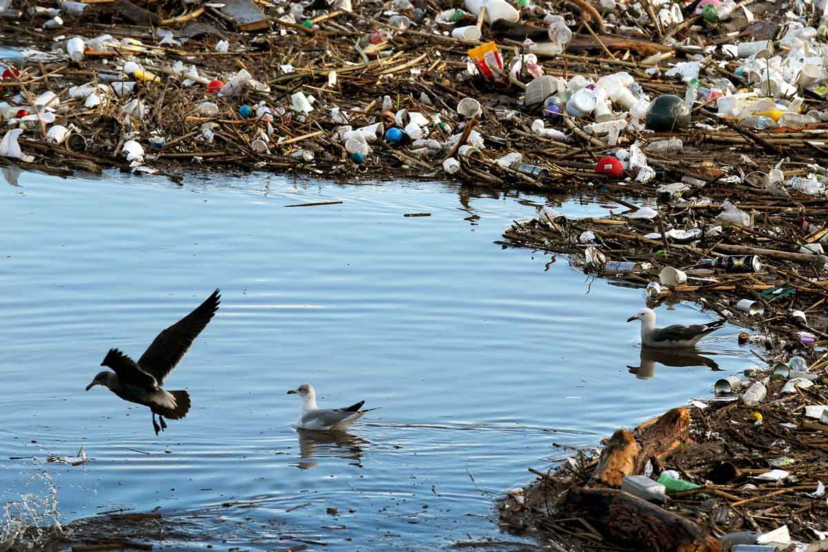 Two birds surrounded by plastic pollution on water