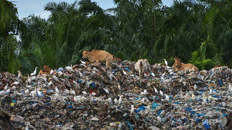 Three cows on a pile of rubbish in Indonesia