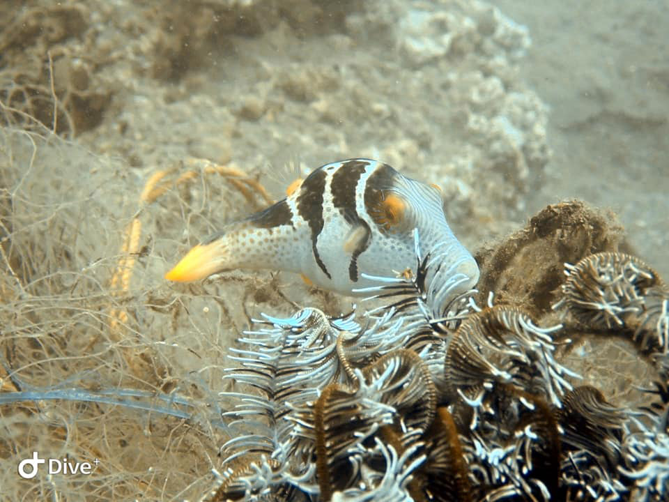 A photo of a fish on a coral during the #BrandAudit2019 in Davao del sur, Philippines.